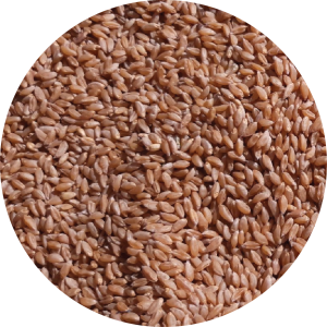 BHALIA WHEAT