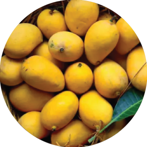 Goa Mankurad Mango-01