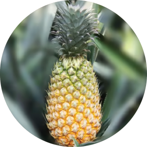 Vazhakulam Pineapple