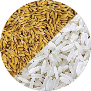 katarni rice -01